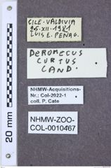 Etikette zu Deromecus curtus (NHMW-ZOO-COL-0010467)